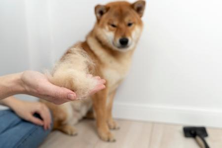 Perte de poils chez le chien : démangeaison, stresse, remède