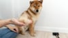Shiba inu perte de poils adobestock 600969535
