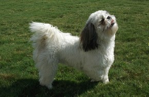 Shih tzu noir et blanc debout sur l herbe