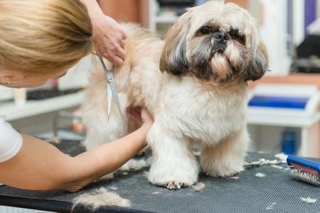 Jeu de ciseaux de toilettage professionnel pour chiens en acier