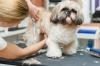 Shih tzu toilettage adobestock 315920524