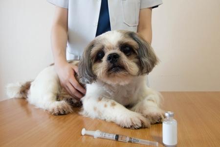 Shih tzu vaccin diabete adobestock 260484719