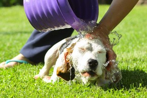 Solution pour proteger son chien du coup de chaleur