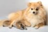 Spitz allemand maman chiot adobestock 126624934