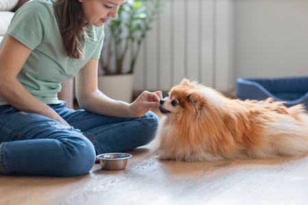 Spitz maitre coucher adobestock 516088767