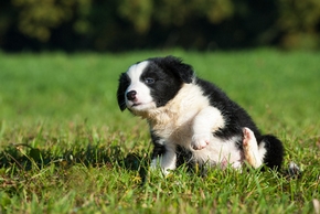 Spray anti-puce pour chien : avantages, utilisation, etc.