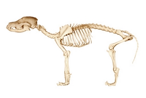 Squelette d un chien 1