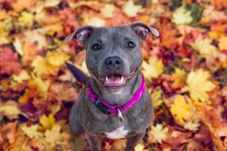 Le broussaillage : races de chien, épreuves, entrainement