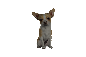 Statuette 3d representant un chihuahua