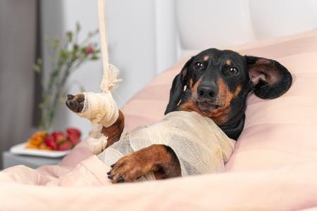 Accidents chez le chien : fracture, collision, brûlure, etc.