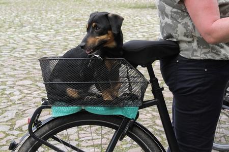 Accessoires balade avec son chien : sac, poussette, remorque, etc.