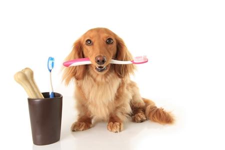 Brosser les dents du chien : dentifrice et comment faire ?