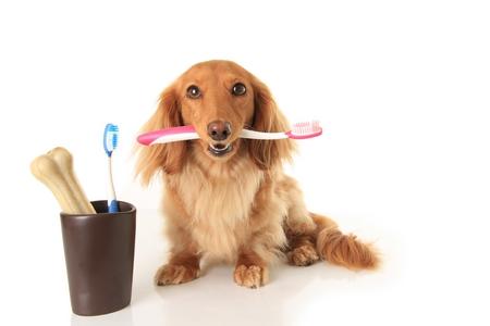 Teckel chiot brosse a dent adobestock 43719656