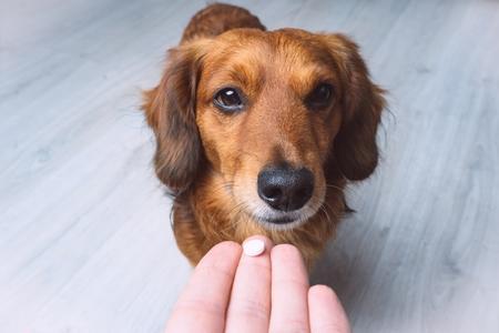 Vermifuge pour chien : choix, types, administration, etc.