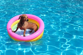 Teckel dans une piscine