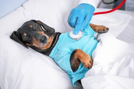 Hospitalisation du chien : prix, durée, déroulement, etc.