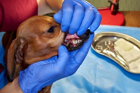 Maladie parodontale chien : symptômes, traitements, prix