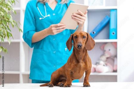 Teckel veterinaire adobestock 540644980 preview