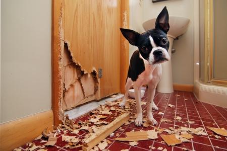 Chien destructeur : causes et solutions