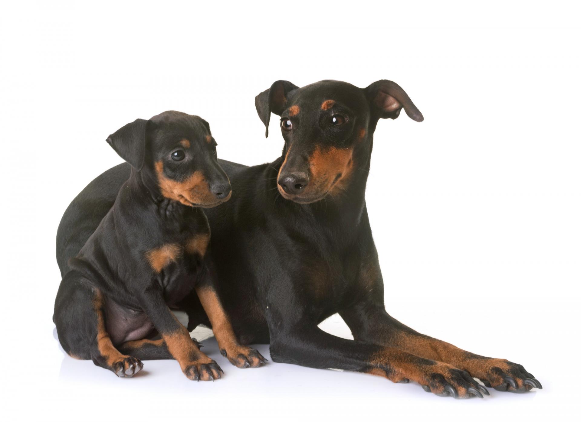 Terrier manchester chiot maman adobestock 159683990
