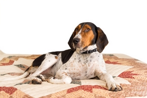 Treeing walker coonhound couche sur un lit