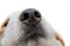 Truffe de chien