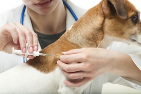 Veterinaire qui implante une castration chimique