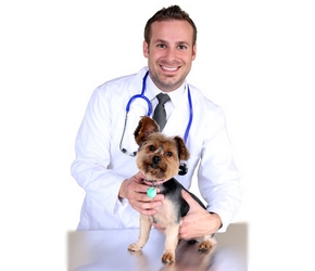 Veterinaire tarif 2