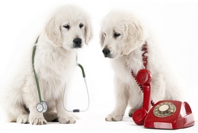 Veterinaires de garde
