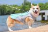 Welsh corgi avec manteau rafraichissant