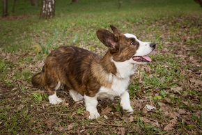 Welsh corgi cardigan