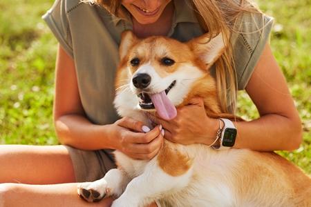 Welsh corgi caresse maitre adobestock 621389273