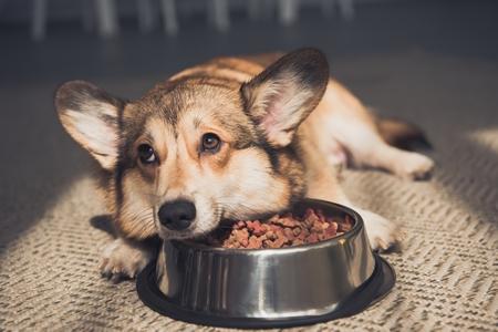 Les croquettes pour chien pas cher : infos, conseils, achat
