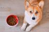 Welsh corgi croquettes gamelle regard couche adobestock 250892250