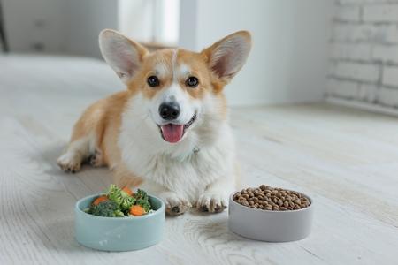 Welsh corgi gamelles nutrition adobestock 608206981