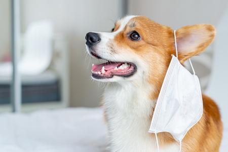 Welsh corgi masque covid adobestock 331514817