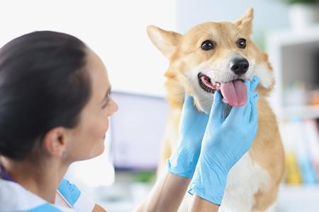 Welsh corgi veterinaire adobestock 456171703