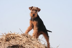 Welsh terrier sur une botte de paille