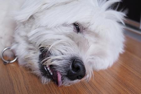 Westie allonge sur le cote adobestock 319351565