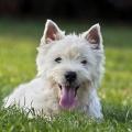 Westie herbe