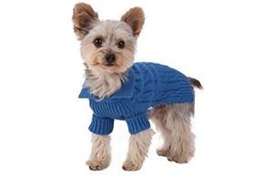 Yorkshire avec un pull bleu