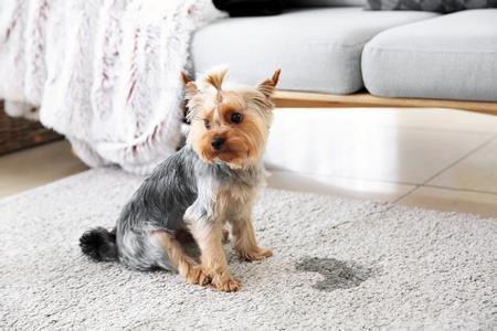 Yorkshire terrier pipi adobestock 277988105